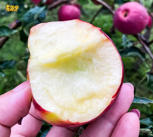 土哆哆云南昭通早熟红露苹果每天新鲜采摘下树发货，口感脆甜 商品图3