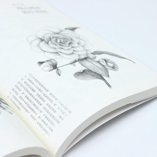 素描基本功 铅笔素描花卉100例 商品图9