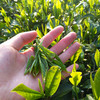 【高山云雾】茗泉山 都匀毛尖 贵州特产 浓香型绿茶 200g/罐 商品缩略图4