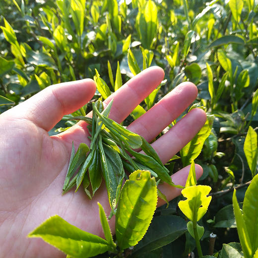 【高山云雾】茗泉山 都匀毛尖 贵州特产 浓香型绿茶 200g/罐 商品图4