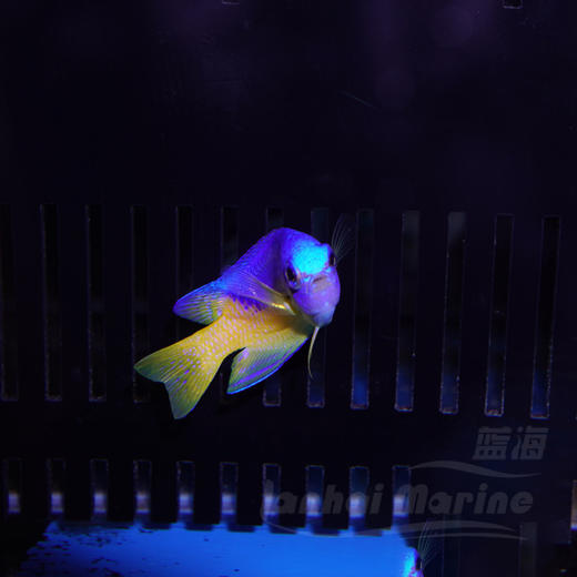 金肚魔 商品图4