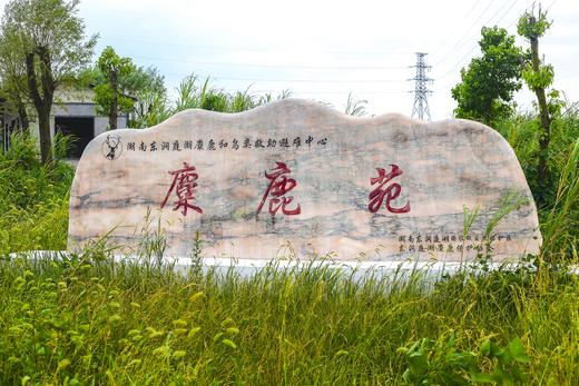 岳阳慢姑娘麋鹿苑别墅轰趴旅游 商品图0