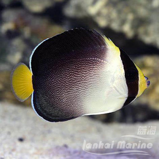 黄尾仙 商品图5