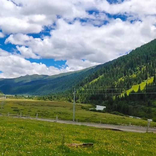 野生川贝母（松潘发） 商品图4