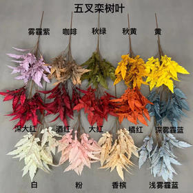 五叉栾树叶【运费自理】