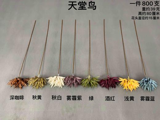 天堂鸟【运费自理】 商品图0