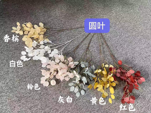 圆叶【运费自理】 商品图0