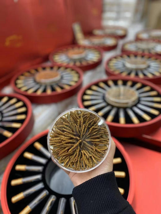 【青藏高海拔干草】冬虫夏草，礼盒装&家庭装 商品图9