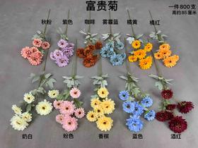 富贵菊【运费自理】