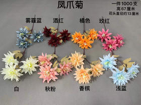 凤爪菊【运费自理】