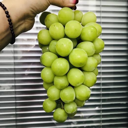 预售特级晴王中大果3串约5斤礼盒装脆甜可口香味浓郁风味十足