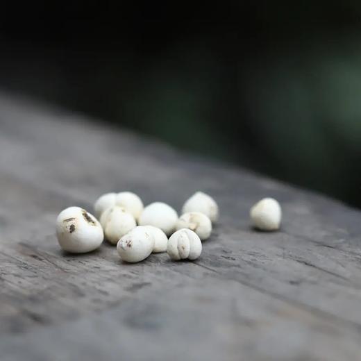 野生川贝母（松潘发） 商品图3