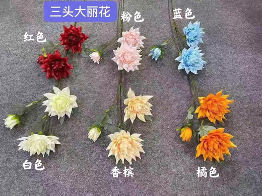 三头大丽花【运费自理】 商品图0