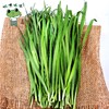 朴愿有机农场 自己种的有机韭菜 250g 商品缩略图0