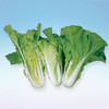 [庭院种子] 快菜种子 "爽绿" 商品缩略图0