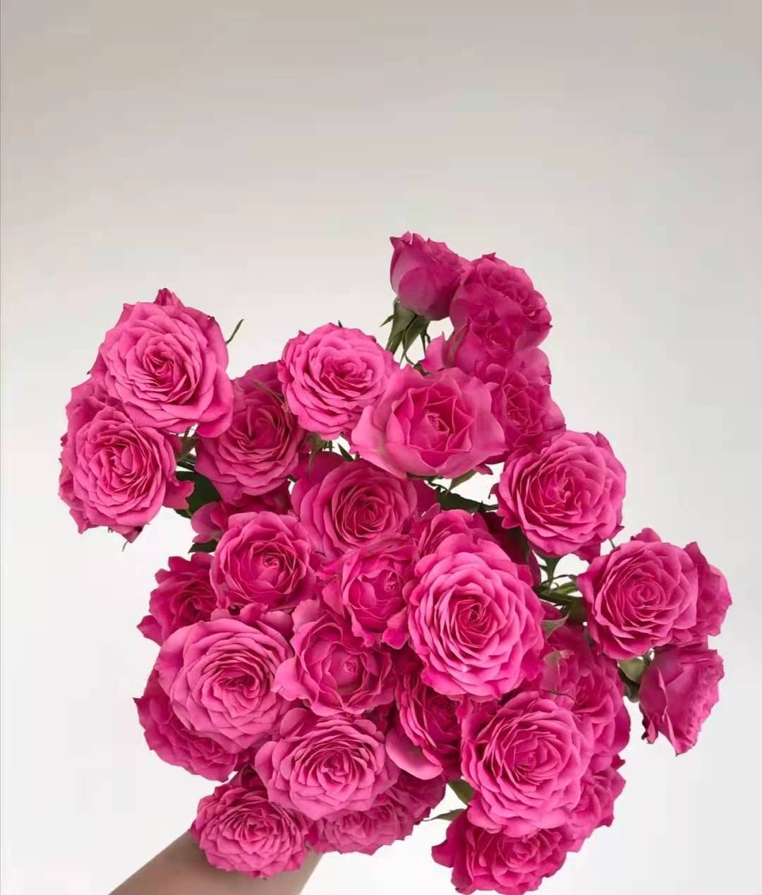 【昆明发货】方德多头玫瑰-桃花笺10枝(60-65荷冠玫瑰,德邦空运包邮)