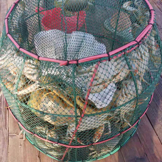 东山岛  鲜活野生红鲟 商品图6