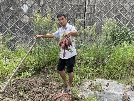 正宗临安天目山小香薯 新鲜现挖 皮色鲜红 软糯香甜 中等个头5斤装 商品图6