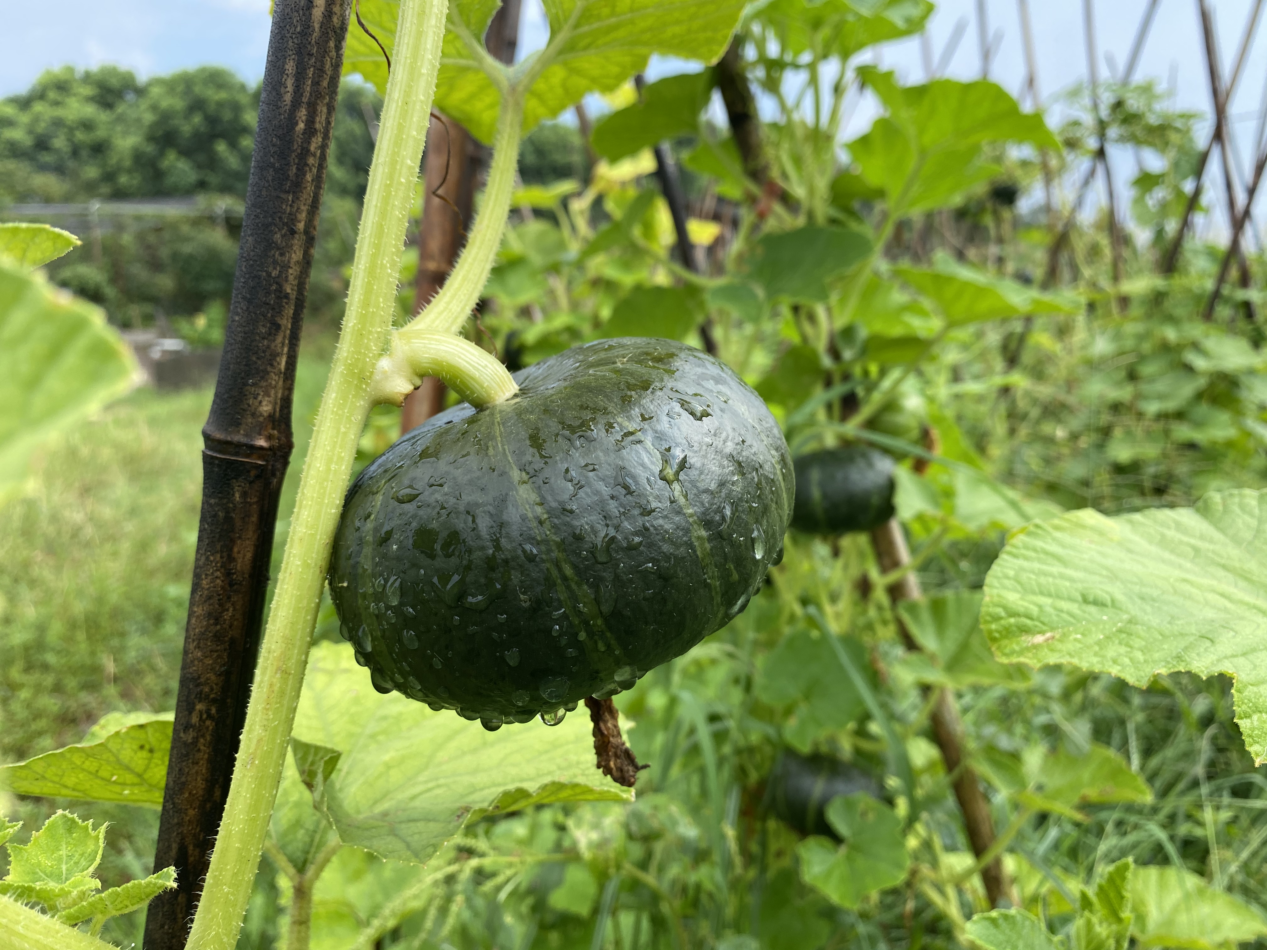 品名:贝贝南瓜/板栗小南瓜 规格:2个(约重500-600克) 产地:朴愿有机