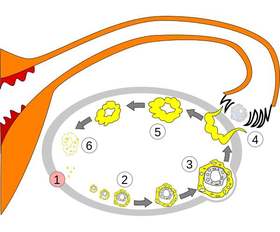 备孕早知道，“高颜值”卵泡怎么养出来？