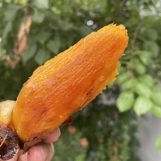 山东糖心流油蜜薯-烟薯25号，烤着吃软糯喷香~ 商品图2