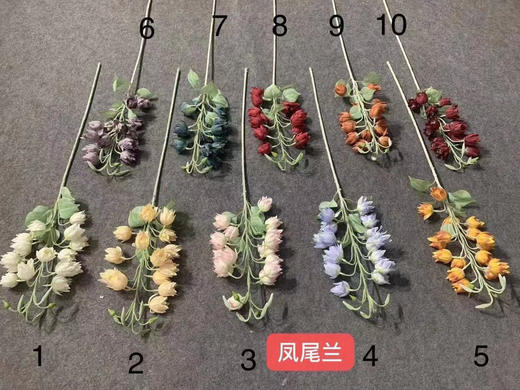 凤尾兰【运费自理】 商品图0