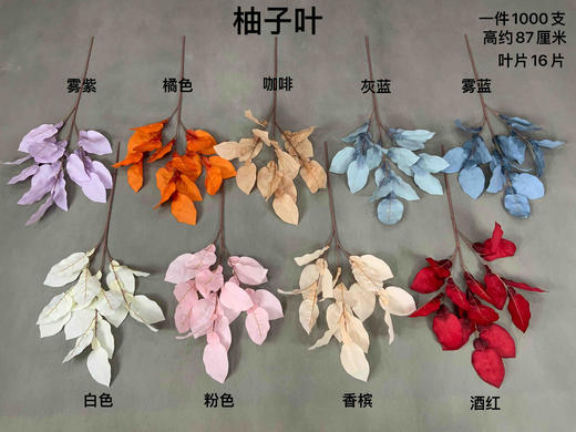 柚子叶【运费自理】 商品图0