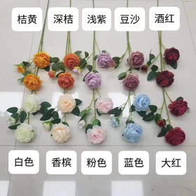 洋牡丹【运费自理】