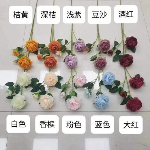 洋牡丹【运费自理】 商品图0