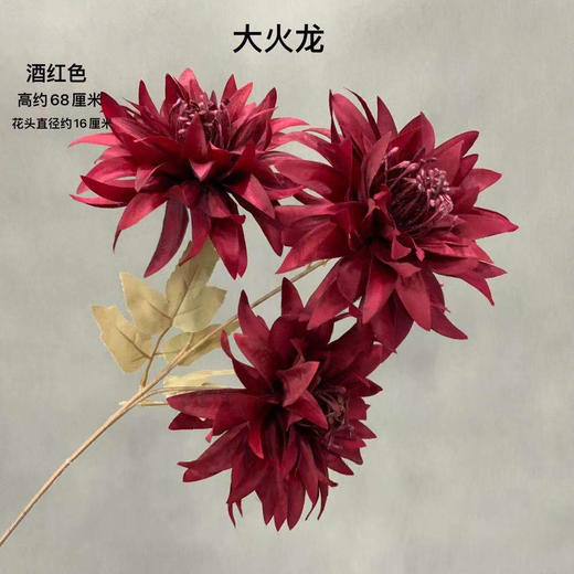 大火龙【运费自理】 商品图5