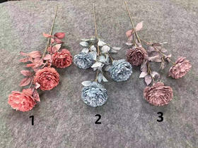 洛阳牡丹【运费自理】