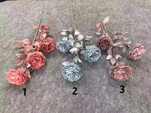 洛阳牡丹【运费自理】 商品图0