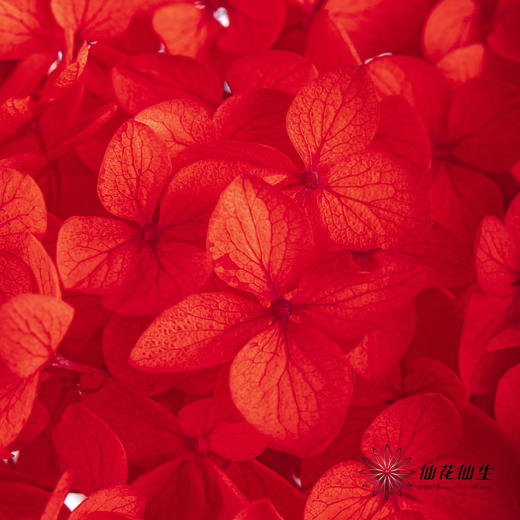 永生绣球 | 红色 商品图2