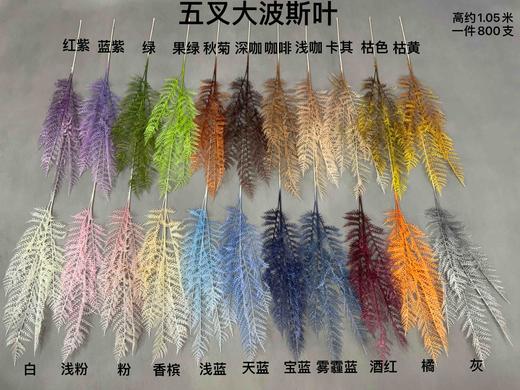 5叉大波斯叶【运费自理】 商品图0