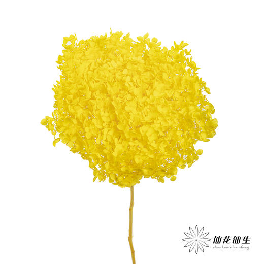 永生绣球 | 黄色 商品图0