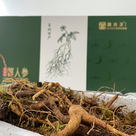 长白山15年新鲜野山参10支礼盒装 商品图0