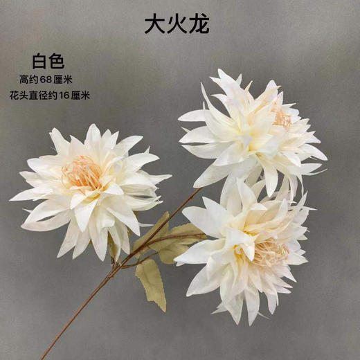 大火龙【运费自理】 商品图8