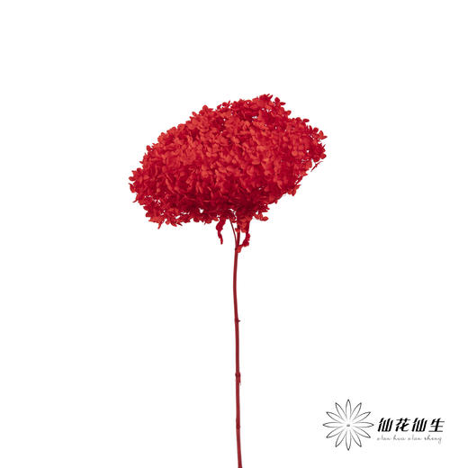 永生绣球 | 红色 商品图5