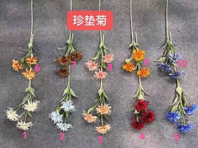 针垫菊【运费自理】