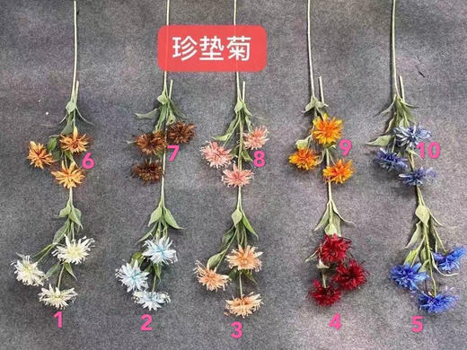 针垫菊【运费自理】 商品图0