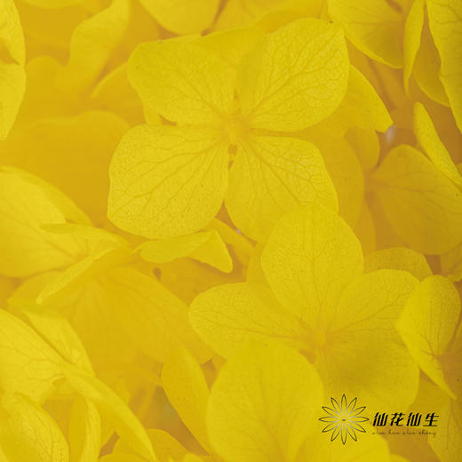 永生绣球 | 黄色 商品图2