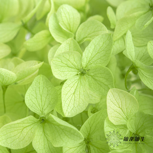 永生绣球 | 绿色 商品图2