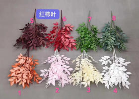 红梣叶【运费自理】