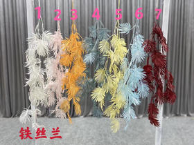 铁丝兰【运费自理】