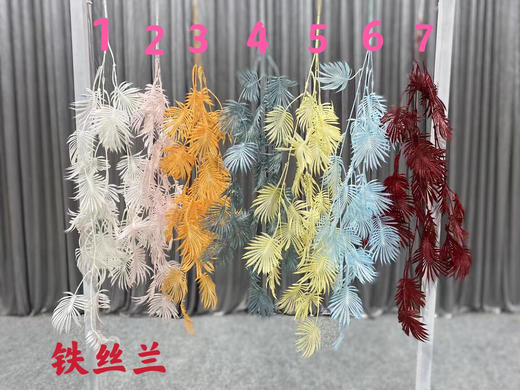 铁丝兰【运费自理】 商品图0