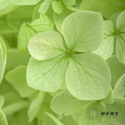 永生绣球 | 绿色 商品图4