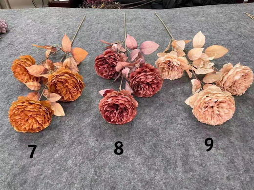 洛阳牡丹【运费自理】 商品图2