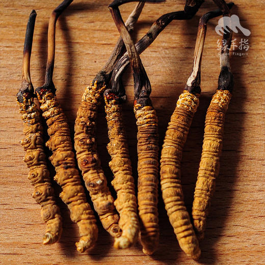 那曲冬虫夏草礼盒（2025年新草，24年断草8折优惠） | 公平贸易* Naqu Cordyceps sinensis | Fair-trade 商品图4