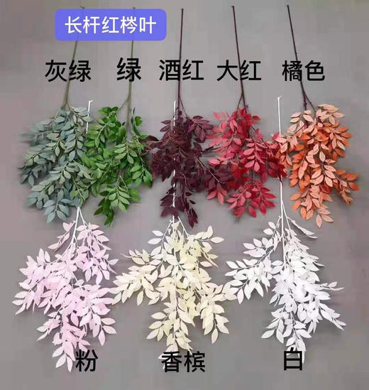 长杆红梣叶【运费自理】 商品图0