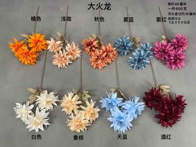 大火龙【运费自理】